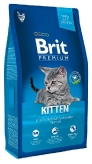 Premium Cat Kitten 513055
